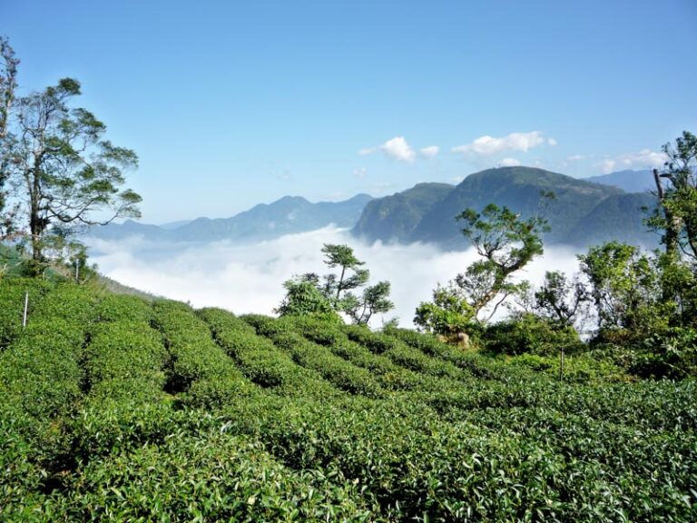 台灣四大茶系