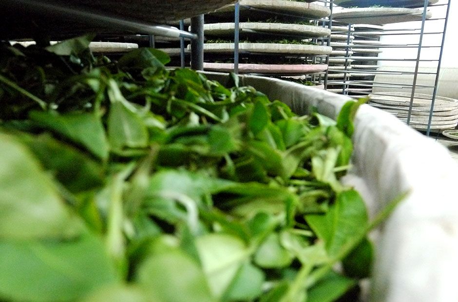 Alpine tea fermentation and baking 1