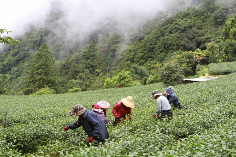 細說「台灣高山茶」與「台灣高山烏龍茶」