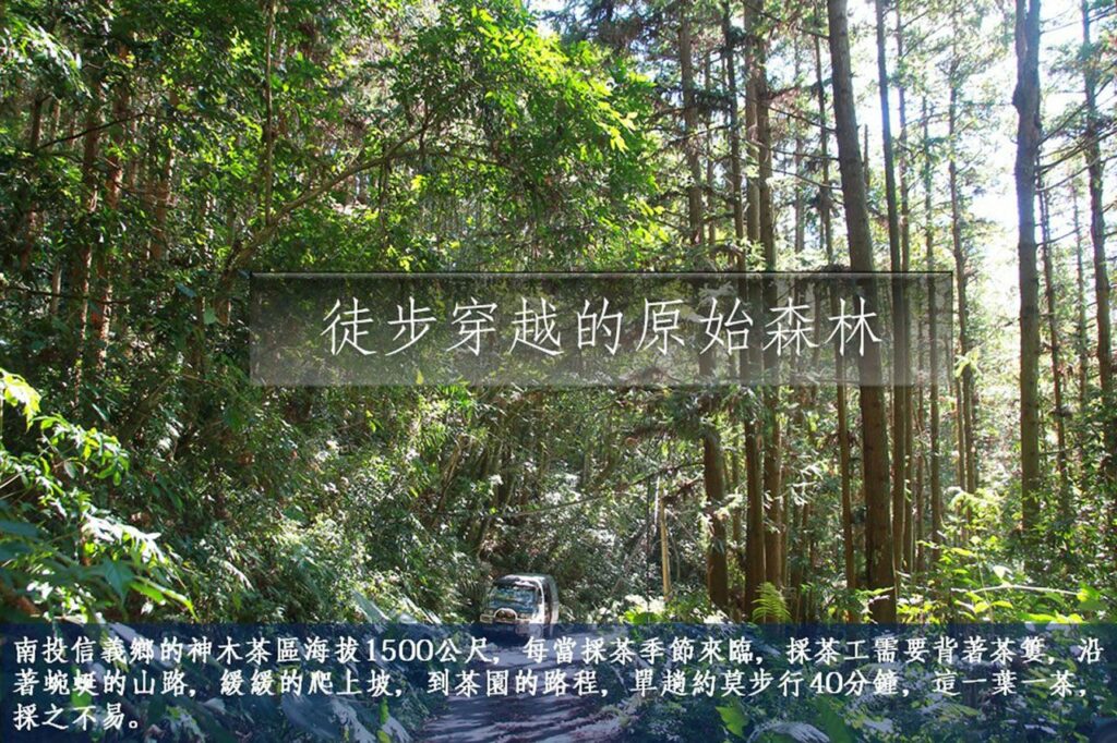 yushan shenmu tea zone limited edition tea farm road
