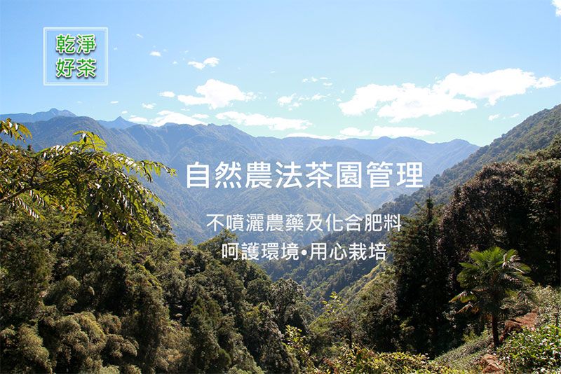 自然農法蔗香炭焙烏龍茶 4 自然農法耕種