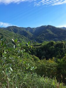 wild grow shui-xian tea garden