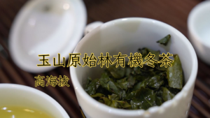 玉山原始林有機冬茶 1