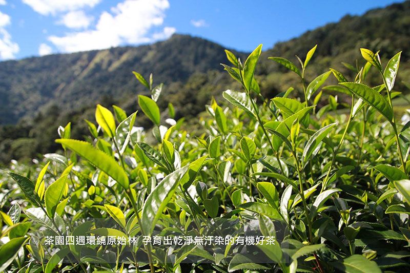 有機高香紅茶 23 有機茶園