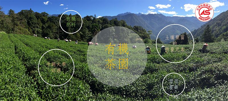 有機高山紅茶茶園01