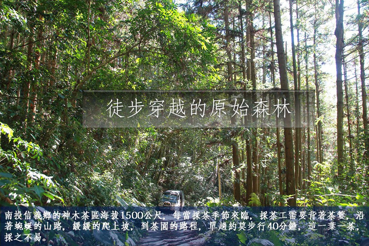 玉山神木茶區路途遙遠